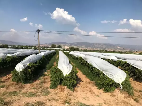 Denizli Buldan'da Üzüm Bağları Beyaz Örtülerle Korunuyor