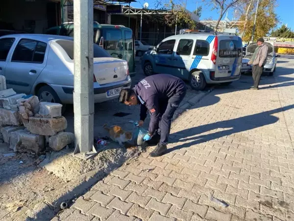 Kilis Belediyesi Zabıta Müdürlüğü Sokak Hayvanlarına Mama ve Su Dağıtıyor