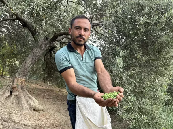 Depremin yıkım yaşattığı Hatay'da yüz güldüren hasat! Günlük 1000 TL kazanıyorlar