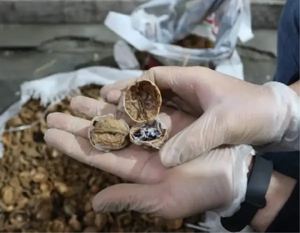 Akılalmaz plan! Cevizlerin içini boşaltıp uyuşturucu madde gizlemişler