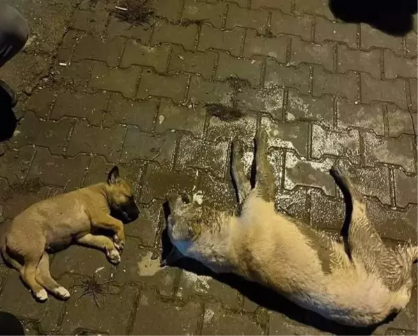 OSMANİYE'DE SOKAK KÖPEKLERİNİN ZEHİRLENDİĞİ İDDİASI