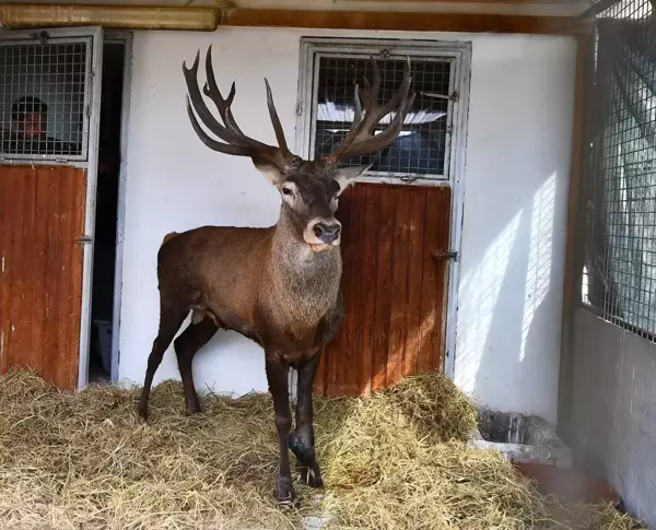 Yaralı Geyik Ateşli Silah ile Vurulmuş Olarak Bulundu