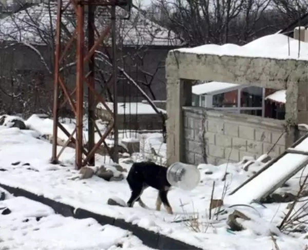 Başı bidona sıkışan yavru köpeği jandarma kurtardı