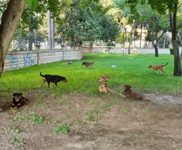 KÖPEKLERİN PARÇALADIĞI KEDİ 'LUKA'YA SALDIRI ANI KAMERADA