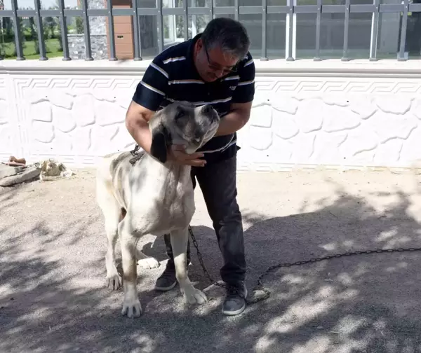 POLİS, ÇALINAN 'MALAKLI' CİNSİ KÖPEĞİ 20 SAATLİK KAMERA GÖRÜNTÜSÜ İZLEYEREK BULDU