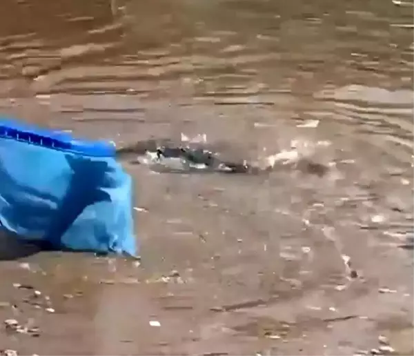 Alanya sahilinde dev balon balıkları sahile vurdu