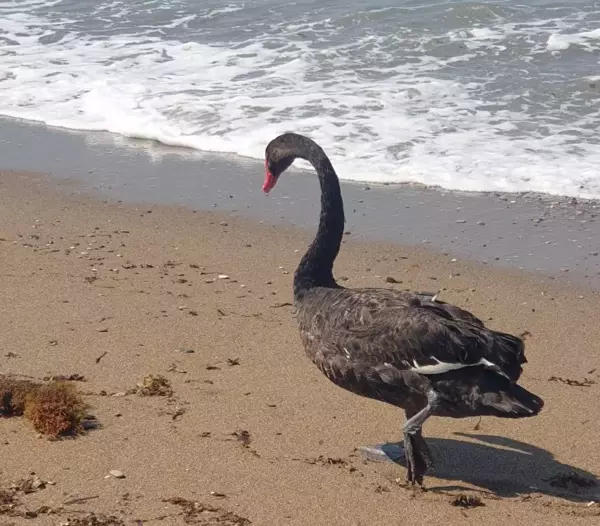 Koruma altındaki Siyah Kuğu, Türkiye'de ikinci kez Antalya'da görüldü