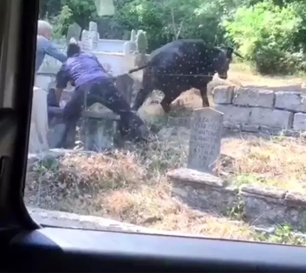 Kaçan kurbanlık ineği kuyruğundan tutarak durdurmaya çalıştılar