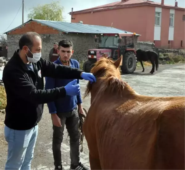 KARS'TA KÖPEK VE ATLARA MİKROÇİP TAKILIYOR