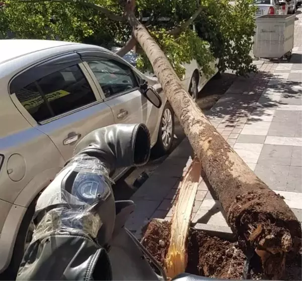 Şanlıurfa'da rüzgar ağaçları devirdi çatıları uçurdu