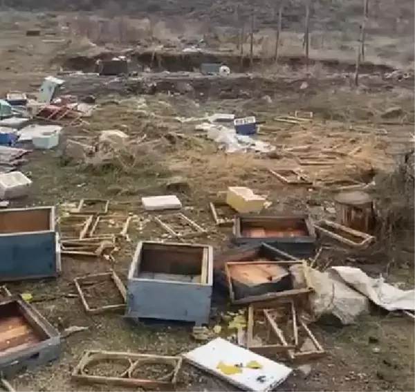 Ayılar Sivas'ta Arıcının Kovanlarını Parçaladı