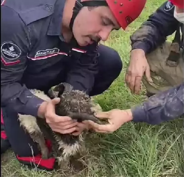 AVCILAR'DA ÇUKURA DÜŞEN OĞLAK KURTARILDI