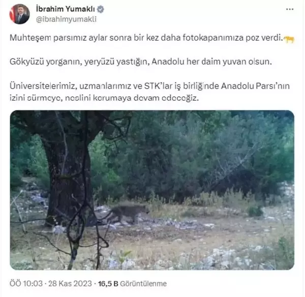 Türkiye'deki Anadolu Parsının Görüntüsü Yeniden Ortaya Çıktı