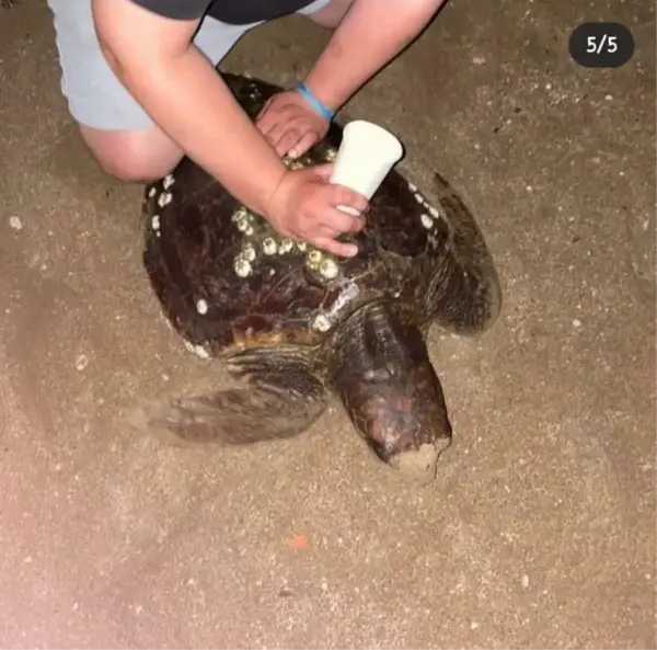 Rus turistlerin caretta carettaya eziyeti cezasız kalmadı