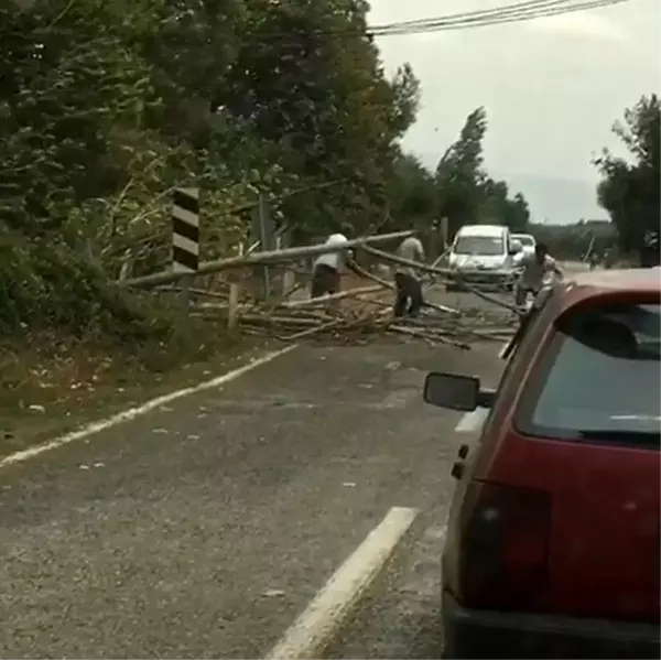 Bursa'da rüzgar ağaçları devirdi, yol trafiğe kapandı