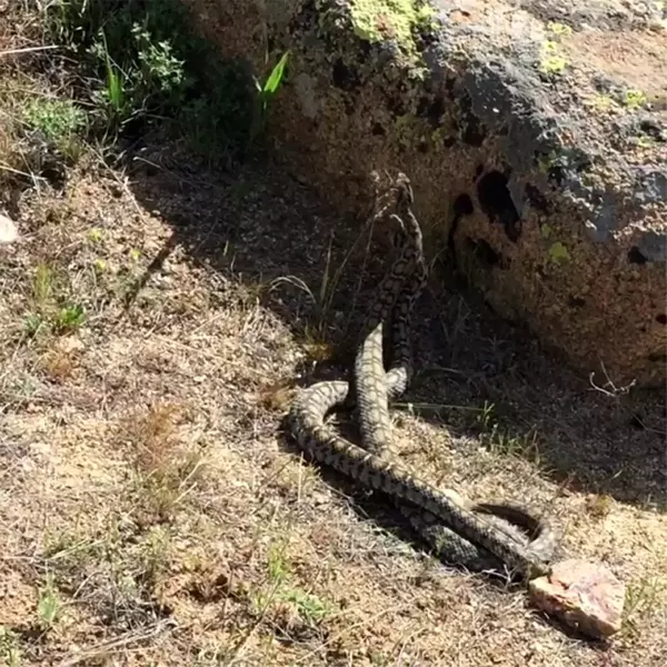 Nadir görülen yılanların dansı görüntülendi