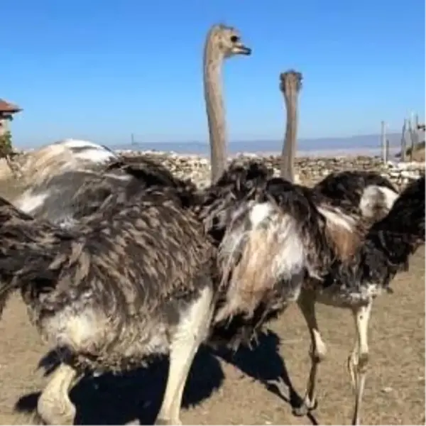 Eskişehir'de Kaçan Deve Kuşları İçin Arama Çalışmaları Başlatıldı