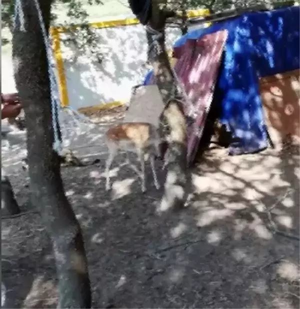 HAMAĞA DOLANAN GEYİK KURTARILDI