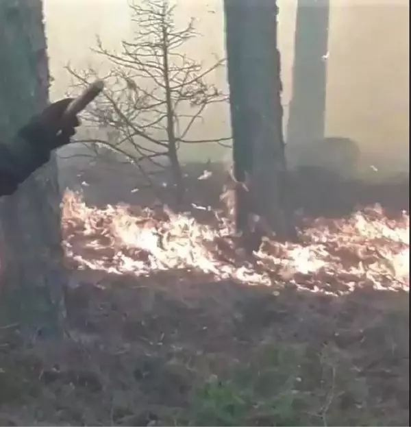 Son dakika haberi | Balıkesir'de orman yangını