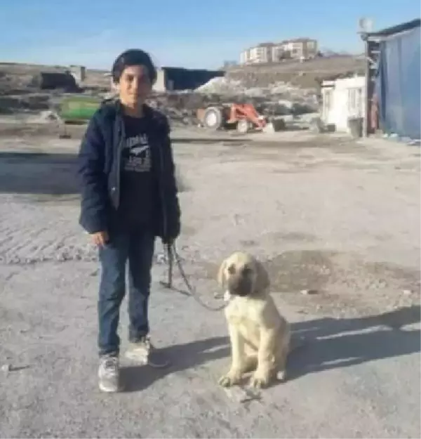 Köpeklerin saldırısında yaralanan Enes, hayati tehlikeyi atlattı