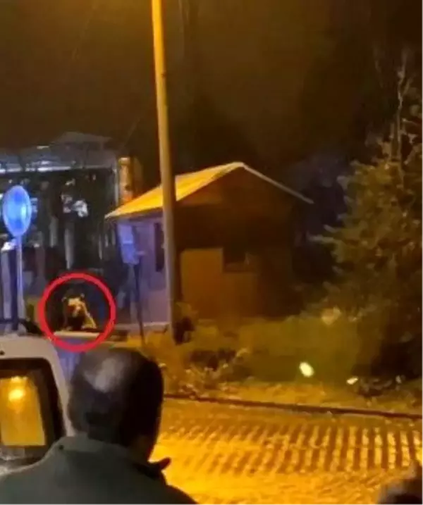 Uludağ'da günübirlikçi tatilcilerin ayı paniği kameralarda