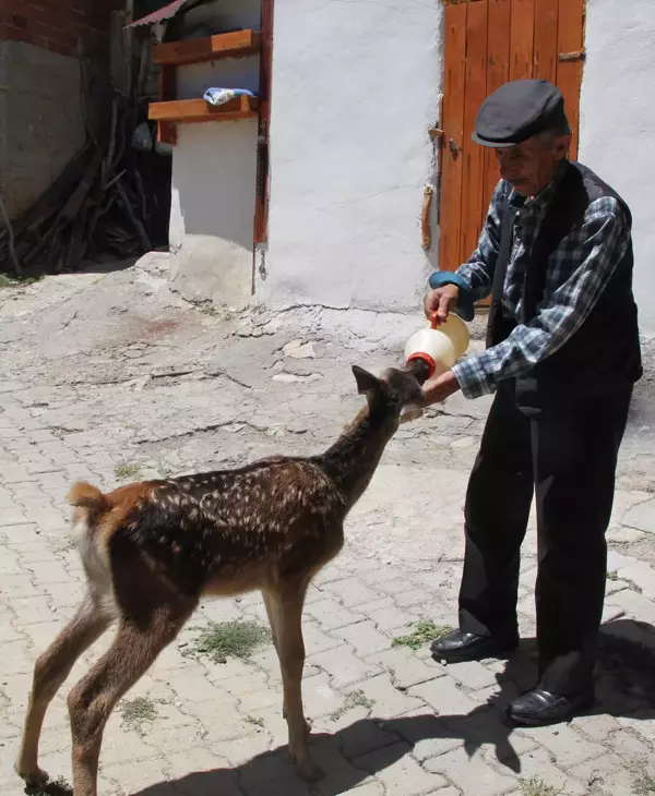 Çobanların bulduğu yaralı geyik yavrusu tedavi edildi