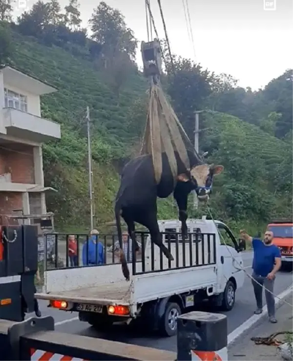 Sahibinden kaçıp yamaçtan düşen boğa, vinçle kurtarıldı