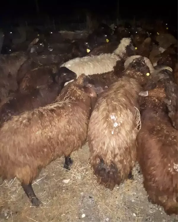 Son dakika haberleri | Iğdır'da çalınan 80 küçükbaş hayvan jandarmanın takibi sonrasında bulundu