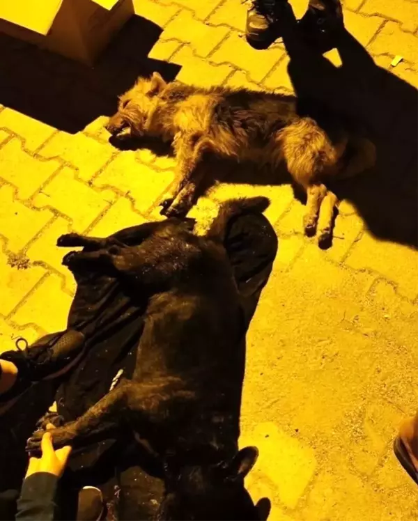 Hatay'da 5 köpeği zehirlediler