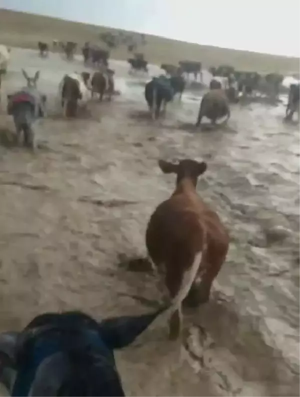 Aksaray'da Selde Mahsur Kalan Çobanlar ve Büyükbaşları