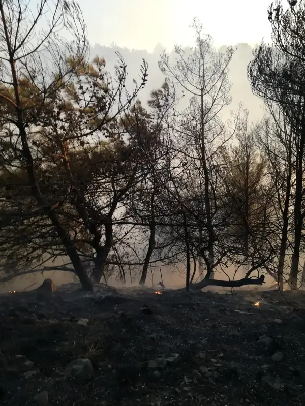 Hatay'da orman yangını