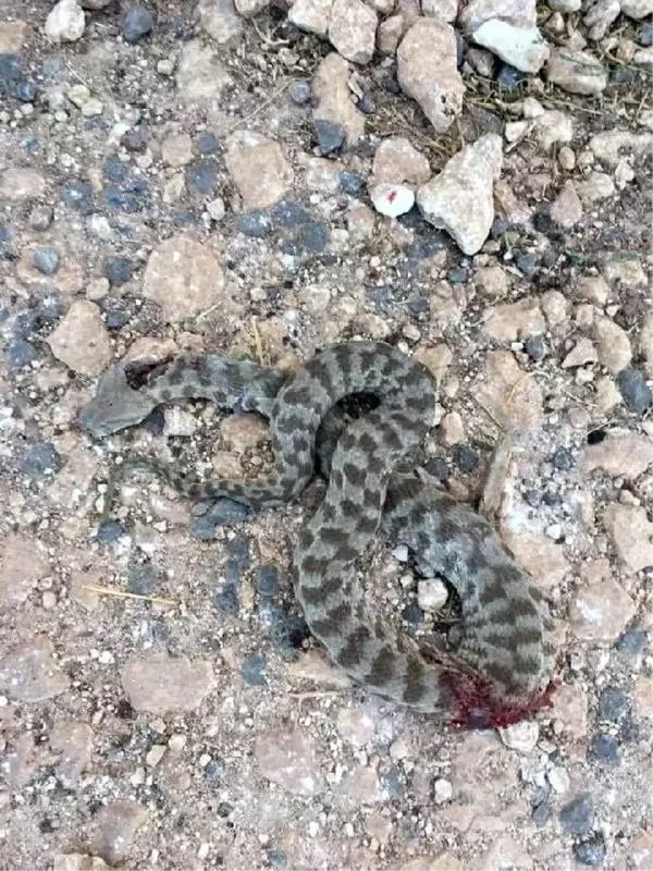 Arkadaşlarıyla oynarken yılanın ısırdığı çocuk, yoğun bakımda