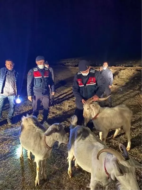 Son dakika: Ağıldan kaçan küçükbaşları jandarma buldu