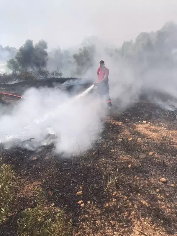 Son dakika haberi! Çalılık alanda başlayıp zeytin bahçesine sıçrayan yangın söndürüldü