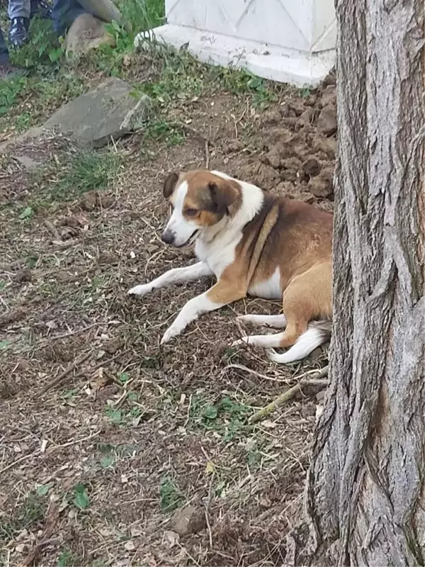 ÜMİT ÖLDÜ, BESLEDİĞİ SOKAK KÖPEĞİ 'YOLDAŞ' MEZAR BAŞINDA BEKLEDİ