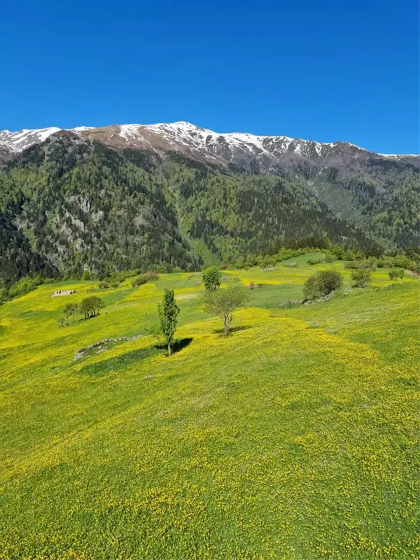 Kaçkar Dağları'nda endemik bitki türleri çiçek açtı