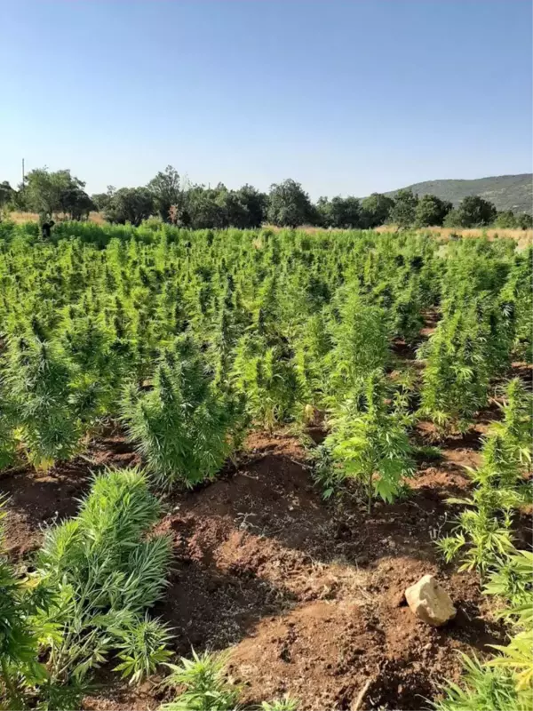 Son dakika haber! Diyarbakır'daki narko terör operasyonunda kenevir ve skunk ele geçirildi