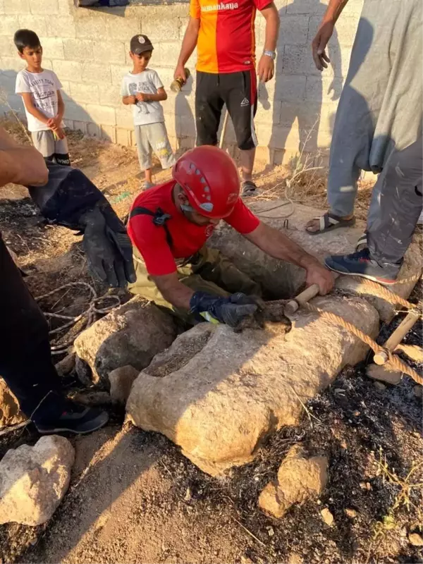 Şanlıurfa'da Kuyuya Düşen Yavru Kedi İtfaiye Tarafından Kurtarıldı