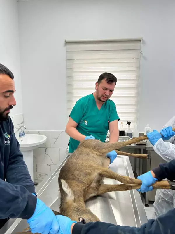 Beykoz'da yaralı halde bulunan karaca tedavi edildi