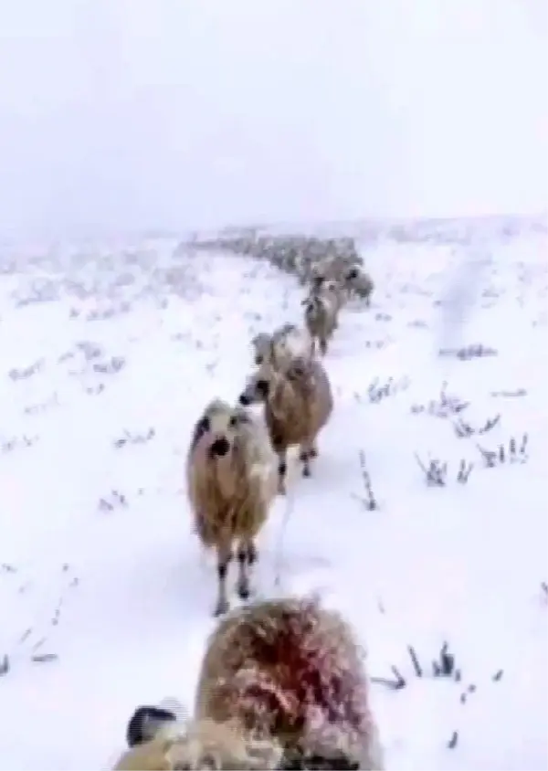 Kar yağışını sosyal medya hesabından canlı yayınla paylaşan vatandaşın takipçileri ile diyaloğu güldürdü