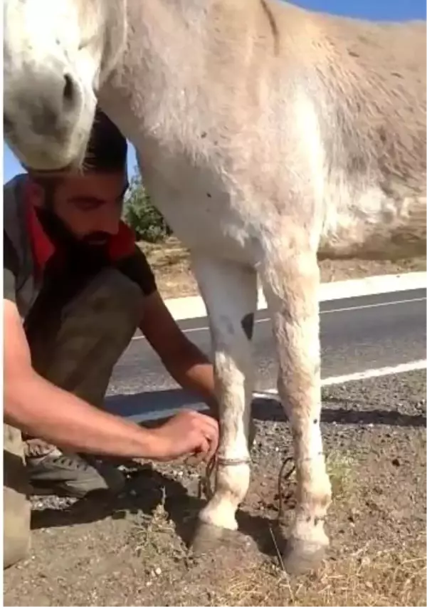 Bingöl'de iki ayağı bağlı eşeği vatandaşlar kurtardı