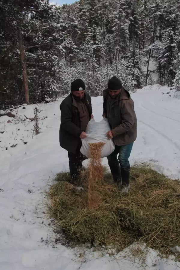 Beypazarı'nda yaban hayvanları için doğaya yem bırakıldı