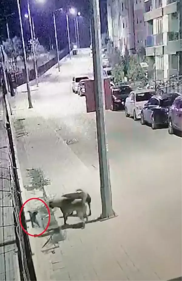 Antalya'da, başıboş 2 köpeğin kediyi boğduğu anlar kamerada