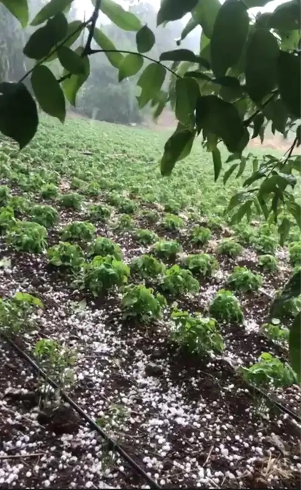 Mersin'in yüksek kesimlerinde dolu etkili oldu