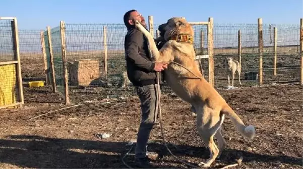 Köpek merakı yüzünden apartman dairesini satarak bahçeli ev aldı! Yavruları 10 ile 20 bin lira arasında satıyor