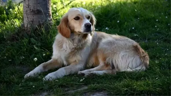 Ambulansı takip ederek hastaneye gelen köpek, 5 gündür yoğun bakımdaki sahibini bekliyor