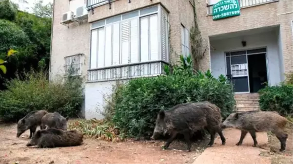 Koronavirüs sayesinde hayvanlar daha sessiz bir dünyanın keyfini çıkarıyor