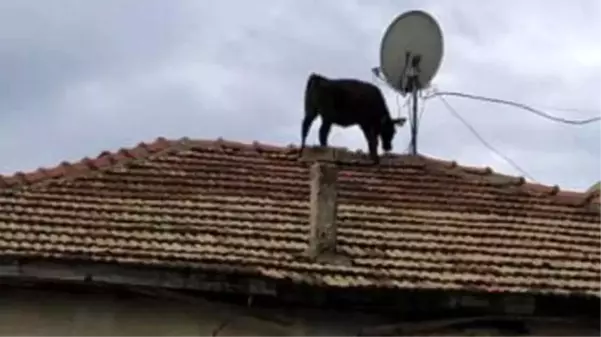 Görenler şaşkına döndü! Ahırdan kaçan dana, evin çatısına çıktı