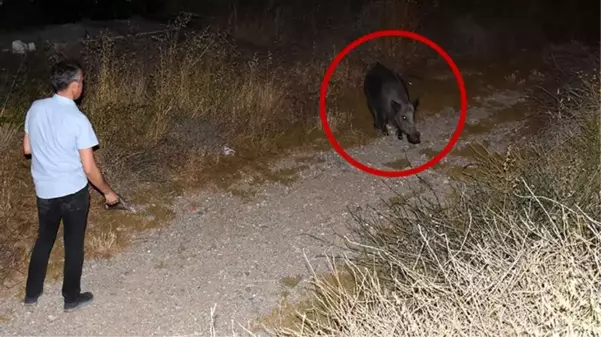 Bodrum'lu hayvansever, şehre inen yaban domuzunu elleriyle besledi