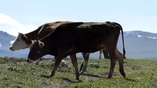 Bölge insanının geçim kaynağı! İşte Türkiye'nin büyükbaş hayvan ihtiyacını karşılayan ilimiz